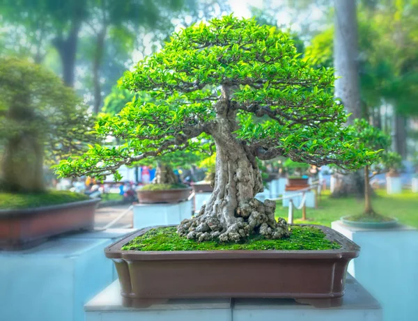 Зеленое Старое Дерево Бонсай Изолированное Горшок Растения Форме Стебля Имеет — стоковое фото