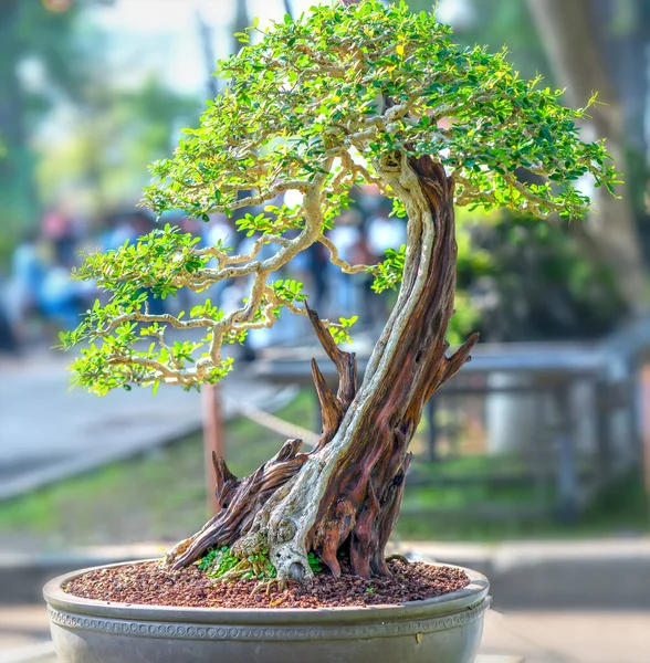 Green Old Bonsai Tree Isolated Pot Plant Shape Stem Shaped — Stock Photo, Image