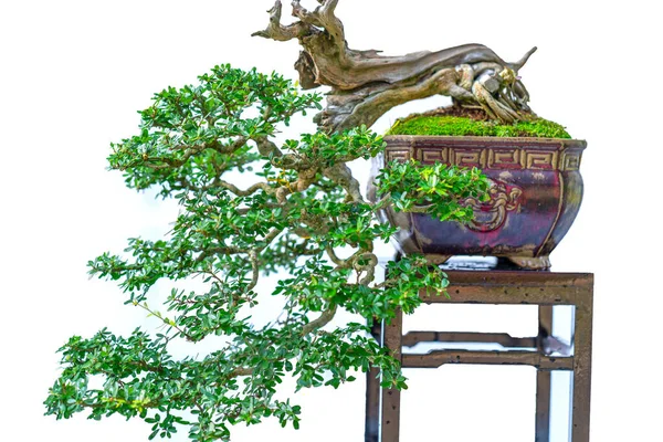 Bonsai Árvore Isolada Fundo Branco Uma Planta Panela Com Muitas — Fotografia de Stock