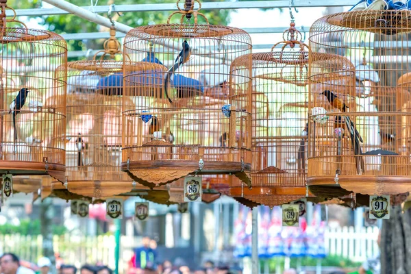 Jaulas Warbler Concurso Canto Atraen Muchos Pájaros Todo Mundo Para —  Fotos de Stock