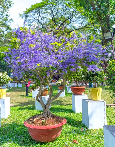 Floración Púrpura Macetas Albaricoque Principios Primavera Vietnam Año Nuevo Lunar — Foto de Stock