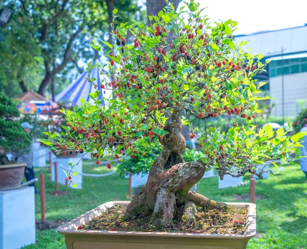 Árbol Frambuesa Con Muchos Frutos Maduros Llenos Ramas Jardín —  Fotos de Stock