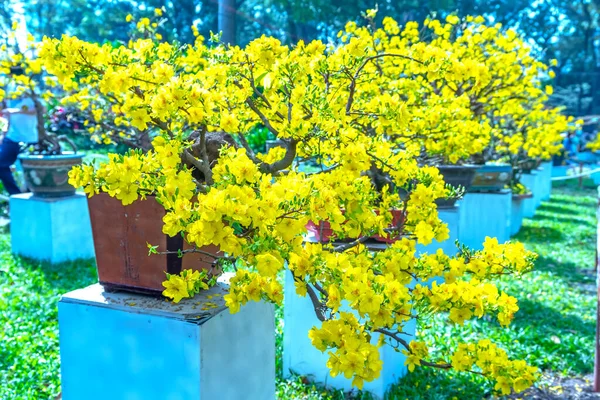 Meruňkový Bonsaj Kvetoucí Žlutými Kvetoucími Větvemi Vytváří Jedinečnou Krásu Speciální — Stock fotografie