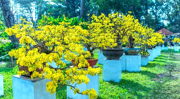 Абрикосовое Дерево Бонсай Цветущее Жёлтыми Цветущими Ветвями Создает Неповторимую Красоту — стоковое фото