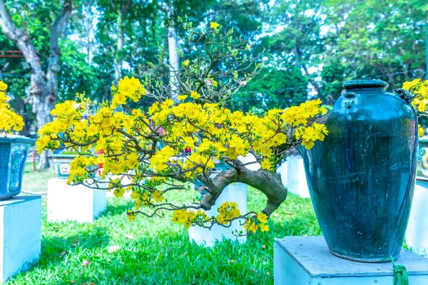 Sárgabarack Bonsai Virágzó Sárga Virágzó Ágak Görbe Létre Egyedi Szépség — Stock Fotó