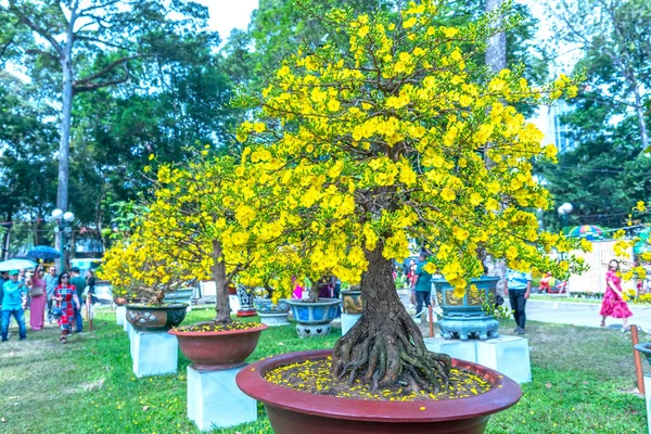Árbol Bonsái Albaricoque Que Florece Con Ramas Flores Amarillas Curvadas — Foto de Stock