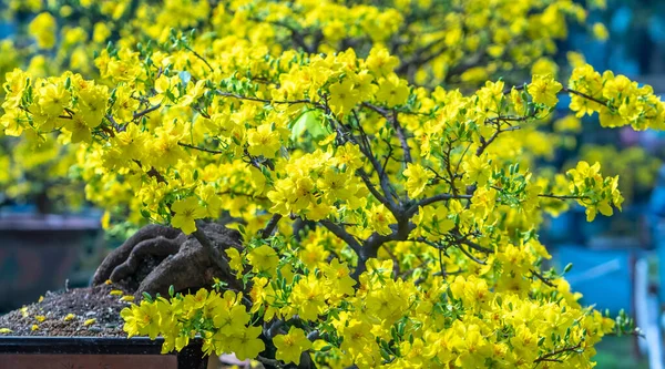 杏树盆景盛开 黄花枝条弯曲 营造出独特的美感 这是一棵特殊的错误树 象征着好运 象征着2023年春季越南农历新年的繁荣 — 图库照片
