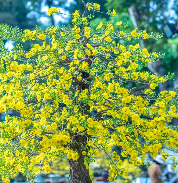 노란색 곡선으로 보나이 나무는 독특한 아름다움을 만듭니다 이것은 행운을 상징하는 — 스톡 사진