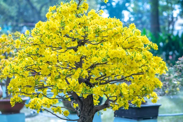 Copacii Caise Care Înfloresc Ramuri Flori Galbene Creează Frumusețe Unică — Fotografie, imagine de stoc