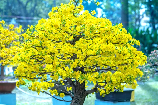Copacii Caise Care Înfloresc Ramuri Flori Galbene Creează Frumusețe Unică — Fotografie, imagine de stoc