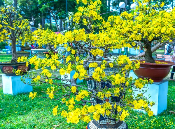 Βερίκοκο Μπονσάι Δέντρο Ανθισμένο Κίτρινα Ανθισμένα Κλαδιά Καμπυλότητας Δημιουργούν Μοναδική — Φωτογραφία Αρχείου