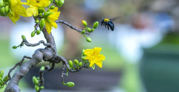 Прийшли Жовті Абрикосові Квіти Розквітнуть Гілки Запашних Пелюсток Сигналізують Весну — стокове фото