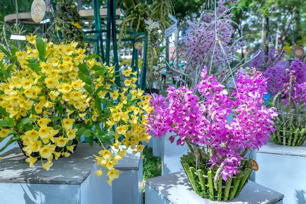 Dendrobium Aphyllum Orchideje Květiny Kvést Jaře Lunární Nový Rok 2023 — Stock fotografie
