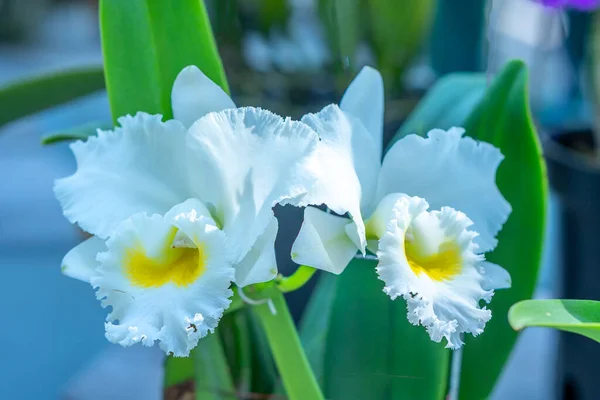 Dendrobium Aphyllum Orquídeas Flores Florescem Primavera Ano Novo Lunar 2023 — Fotografia de Stock