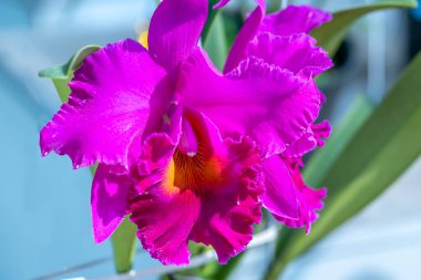 Cattleya Labiata çiçekleri bahar güneşinde açar. Tropik bahçelerde süslenmiş nadir bir orkide orkidesi.