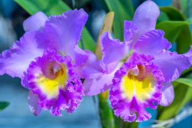 Cattleya Labiata çiçekleri bahar güneşinde açar. Tropik bahçelerde süslenmiş nadir bir orkide orkidesi.