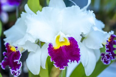 Cattleya Labiata çiçekleri bahar güneşinde açar. Tropik bahçelerde süslenmiş nadir bir orkide orkidesi.