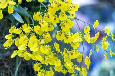 Dendrobium aphyllum orkideleri baharda açar. Yeni yıl 2023 doğanın güzelliğini süsler. Tropik bahçelerde süslenmiş nadir bir vahşi orkide.