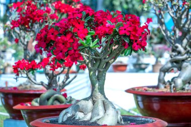 Baharda açan tropikal frangipani bonsai ağacı çiçekleri. Yeni yıl 2023 baharında çiçek açar.
