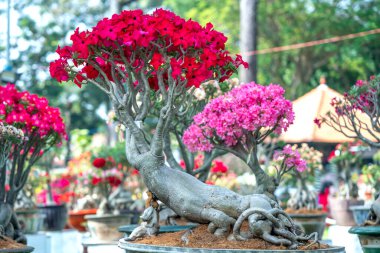 Baharda açan tropikal frangipani bonsai ağacı çiçekleri. Yeni yıl 2023 baharında çiçek açar.