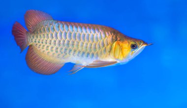 Akvaryumdaki Arowana, uzun gövdeli favori bir balık, zengin bir ailede akvaryumda dekorasyon için renkli güzel bir ejderha.