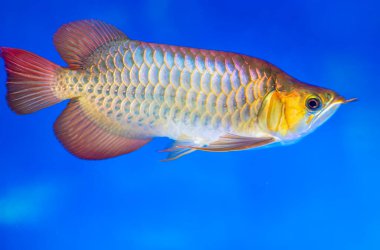 Akvaryumdaki Arowana, uzun gövdeli favori bir balık, zengin bir ailede akvaryumda dekorasyon için renkli güzel bir ejderha.