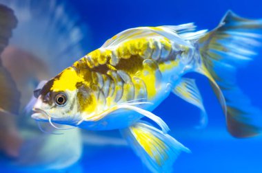 Akvaryumda renkli kelebek koi. Bu süs balığı ev veya bahçede süslemek için kullanılan bir türüdür