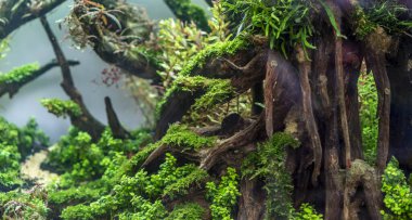 Akvaryum balığı ve kurumuş saplar, tatlı su akvaryumundaki algler.