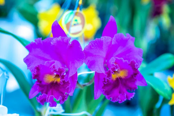 Cattleya Labiata Virágok Virágoznak Tavaszi Napsütésben Egy Ritka Erdei Orchidea — Stock Fotó