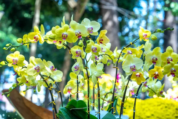 Phalaenopsis Flores Orquídeas Florecen Primavera Año Nuevo Lunar 2023 Adornan —  Fotos de Stock
