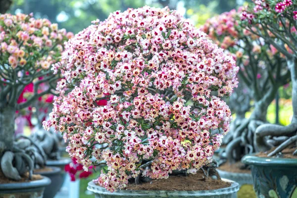 Tropikalne Frangipani Bonsai Drzewa Kwiaty Kwitnące Smaku Ogrodu Świecą Gdy — Zdjęcie stockowe