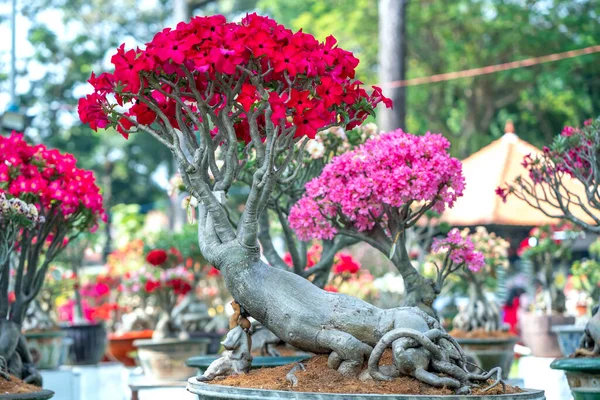 Baharda Açan Tropikal Frangipani Bonsai Ağacı Çiçekleri Yeni Yıl 2023 — Stok fotoğraf