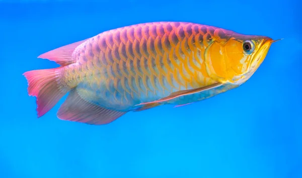 Arowana Akvarium Favorit Fisk Med Lång Kropp Vacker Drake Form — Stockfoto