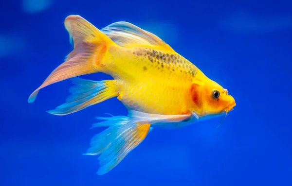 Koi Borboleta Colorido Aquário Esta Uma Espécie Peixe Ornamental Usado — Fotografia de Stock
