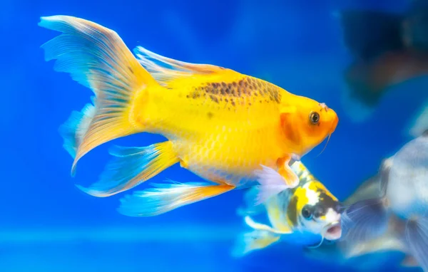 Akvaryumda Renkli Kelebek Koi Süs Balığı Veya Bahçede Süslemek Için — Stok fotoğraf