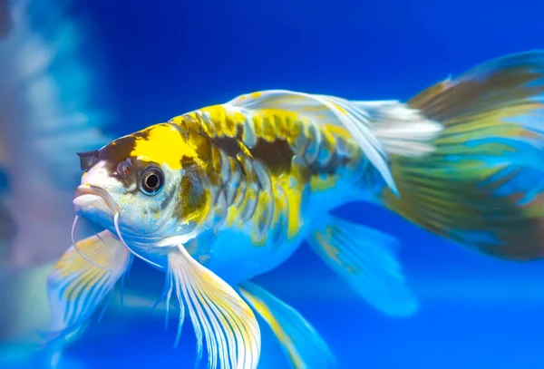Colorful Butterfly Koi Aquarium Species Ornamental Fish Used Decorate House — Stock Photo, Image