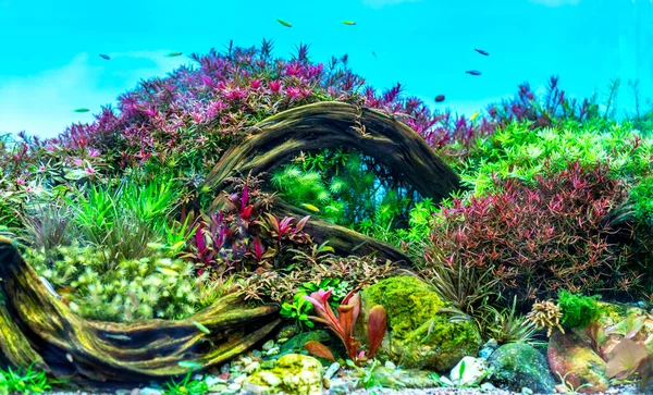 アクアリウムの魚と乾燥した茎 淡水の水槽で藻類 — ストック写真