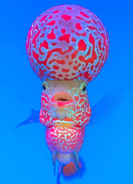 Flowerhorn Cichlid Pesci Colorati Che Nuotano Acquario Questo Pesce Ornamentale — Foto Stock