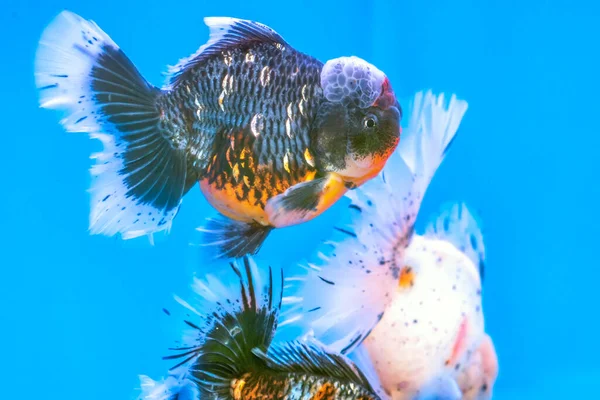 Pet Ornamental Goldfish Carassius Auratus Família Cyprinida Ranchu Peixe Dourado — Fotografia de Stock