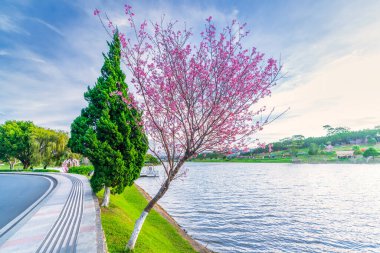 Da Lat, Vietnam 'da güneşli bir bahar sabahı yol kenarında kiraz ağacı açar.