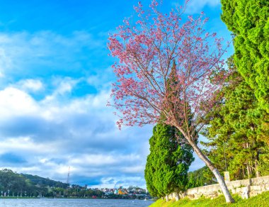 Da Lat, Vietnam 'da güneşli bir bahar sabahı yol kenarında kiraz ağacı açar.