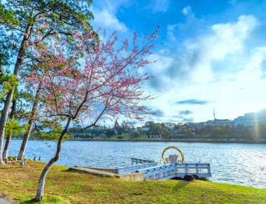 Da Lat, Vietnam 'da güneşli bir bahar sabahı yol kenarında kiraz ağacı açar.