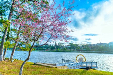 Da Lat, Vietnam 'da güneşli bir bahar sabahı yol kenarında kiraz ağacı açar.