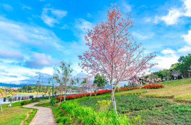 Vietnam 'ın Da Lat kentindeki huzurlu baharı karşılamak için çiçek açmış kiraz kayısı ağaçlarıyla parkta sabah manzarası.