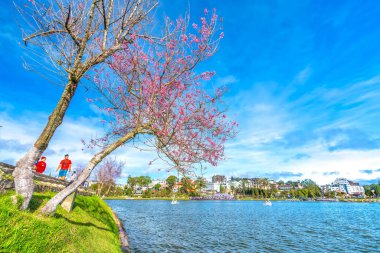 Da Lat, Vietnam - 25 Ocak 2023: Turistler, Da Lat, Vietnam 'da güzel bir bahar sabahı Xuan Huong Gölü kıyıları boyunca kiraz kayısı ağaçları ile fotoğraf çekerler.