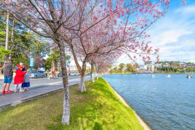 Da Lat, Vietnam - 25 Ocak 2023: Turistler, Da Lat, Vietnam 'da güzel bir bahar sabahı Xuan Huong Gölü kıyıları boyunca kiraz kayısı ağaçları ile fotoğraf çekerler.