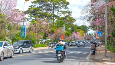 Da Lat, Vietnam - 25 Ocak 2023: Vietnam 'da güzel bir bahar sabahı yol kenarında kiraz ağaçları açarken yoğun bir virajın köşesinde trafik vardı.