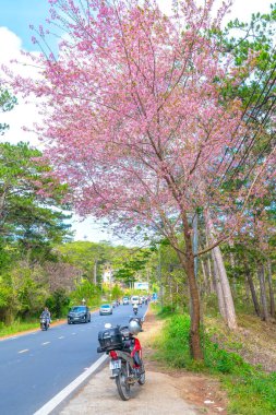 Da Lat, Vietnam - 25 Ocak 2023: Vietnam 'da güzel bir bahar sabahı yol kenarında kiraz ağaçları açarken yoğun bir virajın köşesinde trafik vardı.