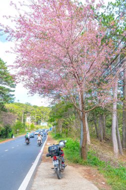 Da Lat, Vietnam - 25 Ocak 2023: Vietnam 'da güzel bir bahar sabahı yol kenarında kiraz ağaçları açarken yoğun bir virajın köşesinde trafik vardı.