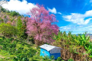 Vietnam 'ın Da Lat kentindeki barışçıl ilkbaharı karşılamak için kiraz kayısı ağaçları açan sabah manzarası.